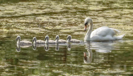 baby animal cygnet swan bird Animal mute swan HD Desktop Wallpaper | Background Image
