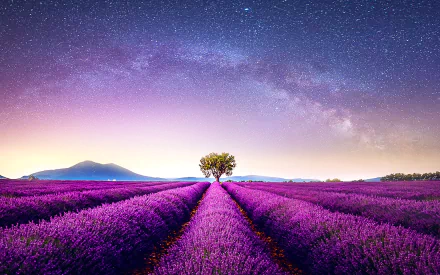 nature lavender HD Desktop Wallpaper | Background Image