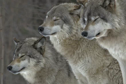 Pack of Wolves in Forest