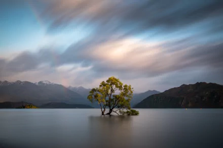 Tranquil lake scene in Otago, New Zealand, featuring a lone tree emerging from calm waters under a dramatic sky, captured in stunning 4K Ultra HD resolution.