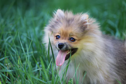 Animal spitz HD Desktop Wallpaper | Background Image