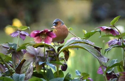 Animal finch HD Desktop Wallpaper | Background Image