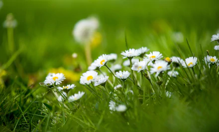 nature chamomile HD Desktop Wallpaper | Background Image