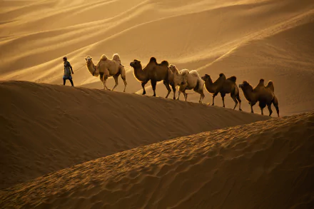 HD PC desktop wallpaper photo of a camel caravan crossing golden sand dunes at sunset, a handler leading camels across rippled desert hills.