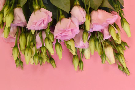 eustoma man made flower HD Desktop Wallpaper | Background Image