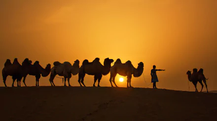 camel silhouette sunset sun photography caravan HD Desktop Wallpaper | Background Image