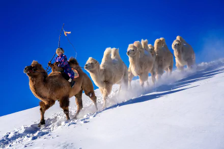 camel snow photography caravan HD Desktop Wallpaper | Background Image