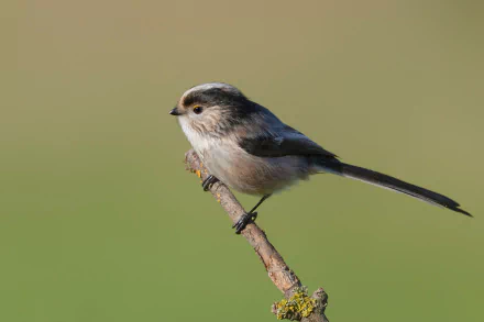 long-tailed tit Animal titmouse HD Desktop Wallpaper | Background Image