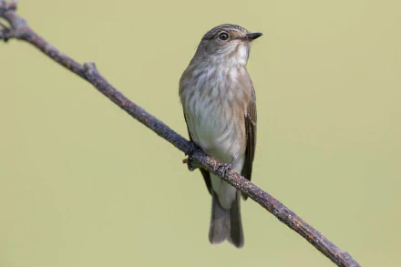 Animal Flycatcher HD Desktop Wallpaper | Background Image