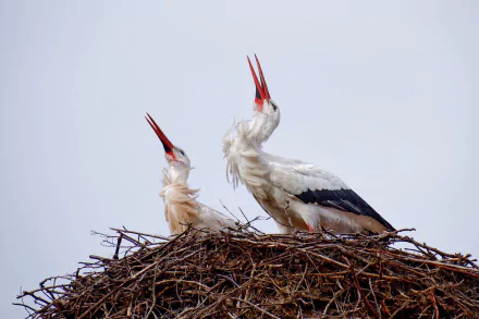 bird nest Animal White stork HD Desktop Wallpaper | Background Image