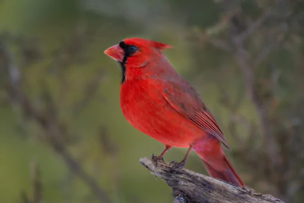 Animal cardinal HD Desktop Wallpaper | Background Image