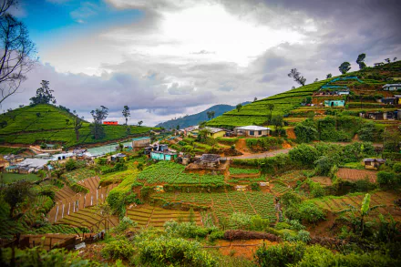 Vibrant HD desktop wallpaper showcasing a man-made tea plantation in Sri Lanka, with terraced green fields and scattered buildings under a cloudy sky.
