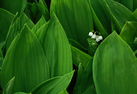 leaf flower nature lily of the valley HD Desktop Wallpaper | Background Image