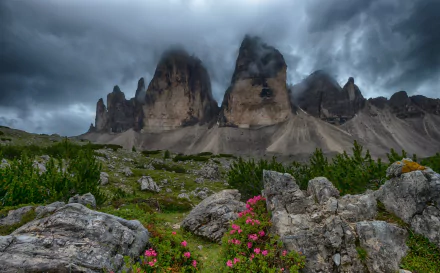 Dramatic cloud-covered Tre Cime di Lavaredo peaks rise above lush vegetation and vibrant flowers in the Dolomites, Italy, capturing a striking natural landscape.