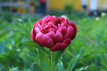 nature peony HD Desktop Wallpaper | Background Image
