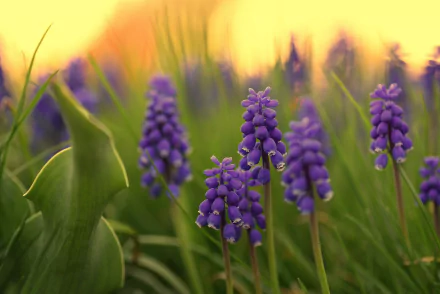nature hyacinth HD Desktop Wallpaper | Background Image