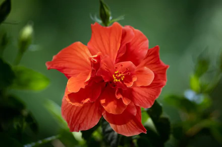 nature hibiscus HD Desktop Wallpaper | Background Image