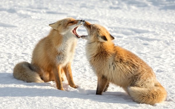 Animal Fox Snow HD Wallpaper | Background Image