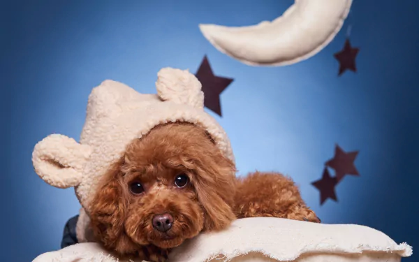 HD PC desktop wallpaper featuring a brown poodle dog wearing a bear-ear hat against a blue background with a crescent moon and star decorations.