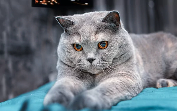 Animal British Shorthair HD Desktop Wallpaper | Background Image