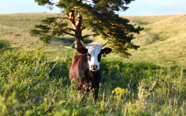 calf Animal cow HD Desktop Wallpaper | Background Image