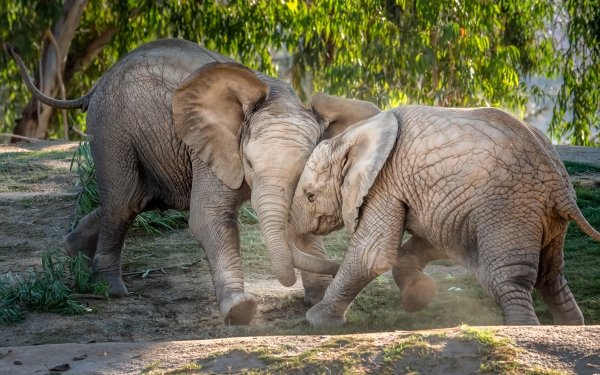 Animal African bush elephant Elephants Baby Animal HD Wallpaper | Background Image