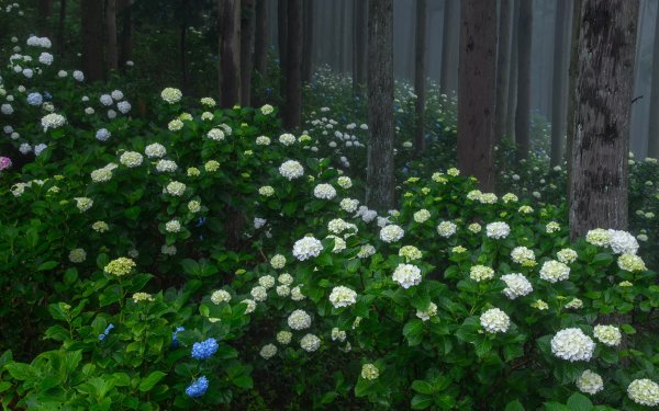Nature Hydrangea Flowers Greenery HD Wallpaper | Background Image