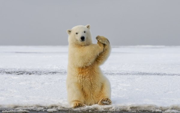 Animal Polar Bear Bears HD Wallpaper | Background Image