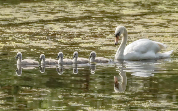 baby animal cygnet swan bird Animal mute swan HD Desktop Wallpaper | Background Image