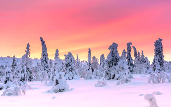  Snow-Covered Trees under Sky at Sunset