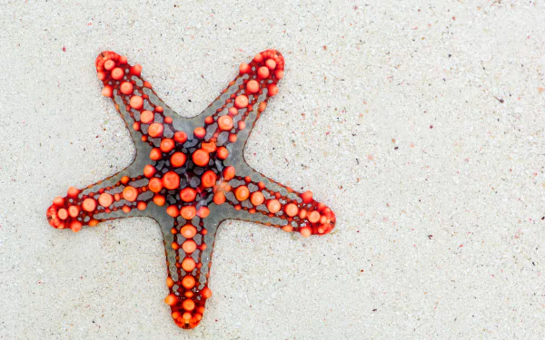  Red Starfish