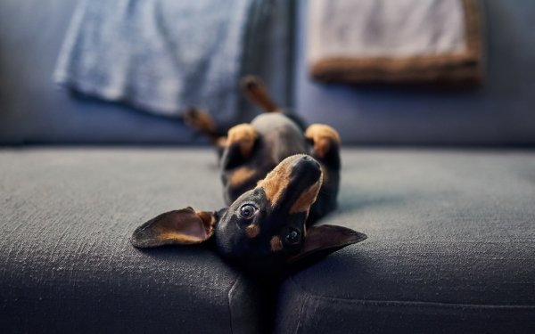 Animal Dachshund Dogs Dog HD Wallpaper | Background Image