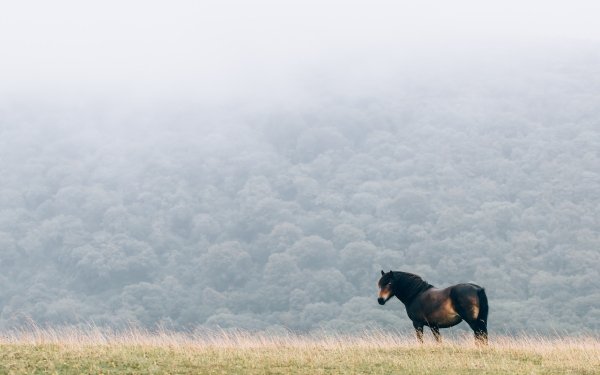 Animal Horse Fog HD Wallpaper | Background Image