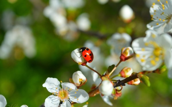 Animal Ladybug Spring Flower Insect White Flower Blossom HD Wallpaper | Background Image
