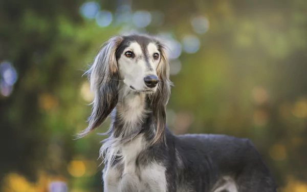 depth of field dog Animal saluki HD Desktop Wallpaper | Background Image