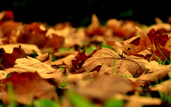 nature leaf HD Desktop Wallpaper | Background Image