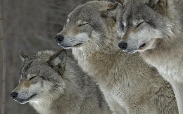 gray wolf Animal HD Desktop Wallpaper | Background Image