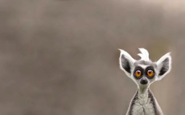 cute face Animal lemur HD Desktop Wallpaper | Background Image