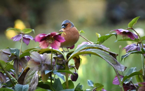 Animal finch HD Desktop Wallpaper | Background Image