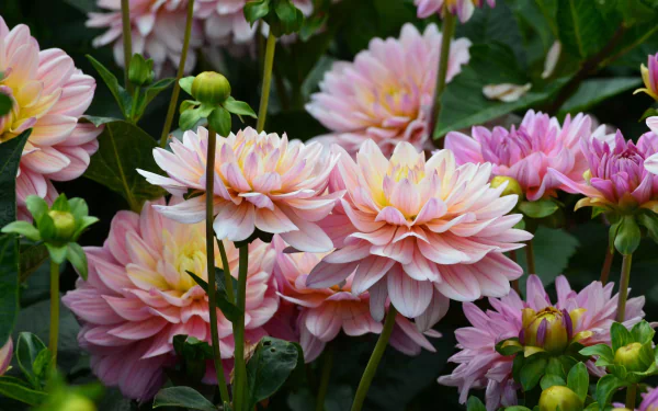 nature dahlia HD Desktop Wallpaper | Background Image