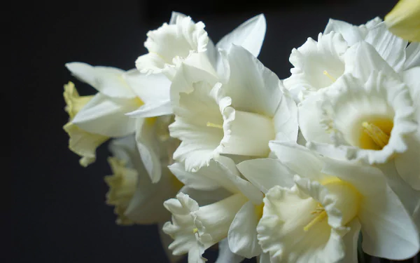 narcissus nature daffodil HD Desktop Wallpaper | Background Image