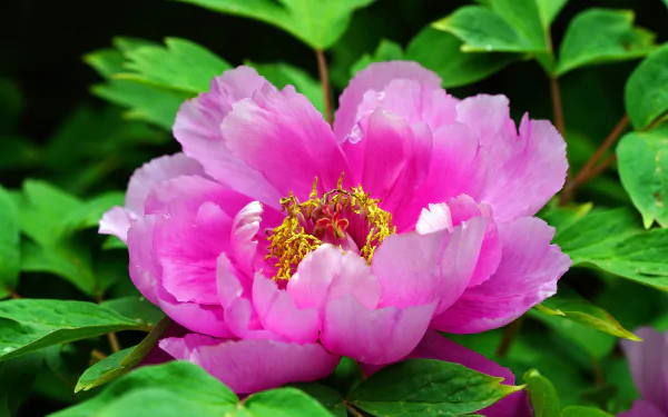 nature peony HD Desktop Wallpaper | Background Image