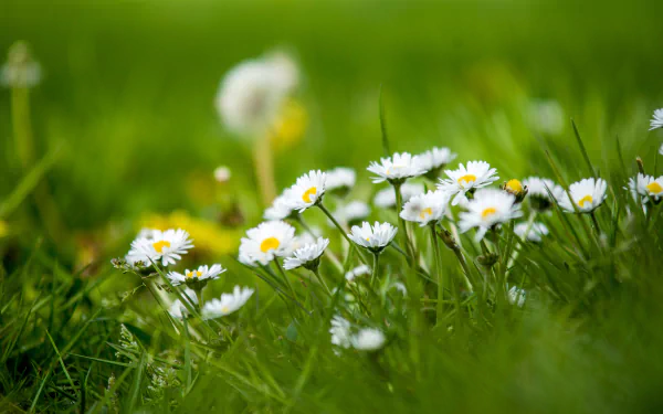 nature chamomile HD Desktop Wallpaper | Background Image