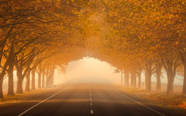 tree-lined fog fall man made road HD Desktop Wallpaper | Background Image
