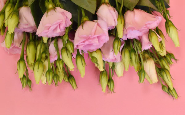 eustoma man made flower HD Desktop Wallpaper | Background Image