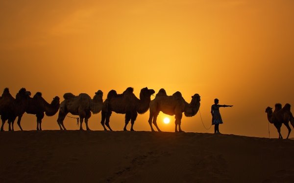 Photography Caravan Sun Sunset Silhouette Camel HD Wallpaper | Background Image