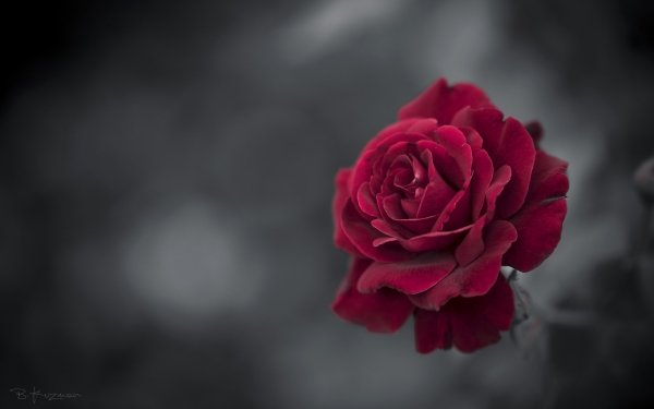 Earth Rose Flowers HD Wallpaper | Background Image