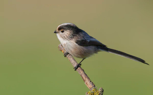 long-tailed tit Animal titmouse HD Desktop Wallpaper | Background Image