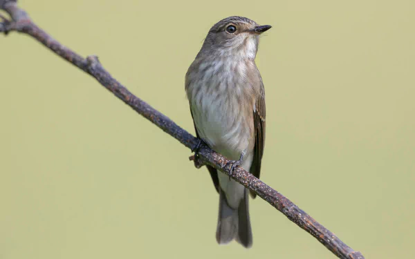 Animal Flycatcher HD Desktop Wallpaper | Background Image