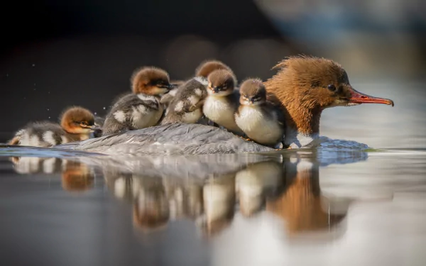A merganser duck glides on calm water with five ducklings riding on its back, captured in stunning detail for a 4K Ultra HD PC desktop wallpaper.